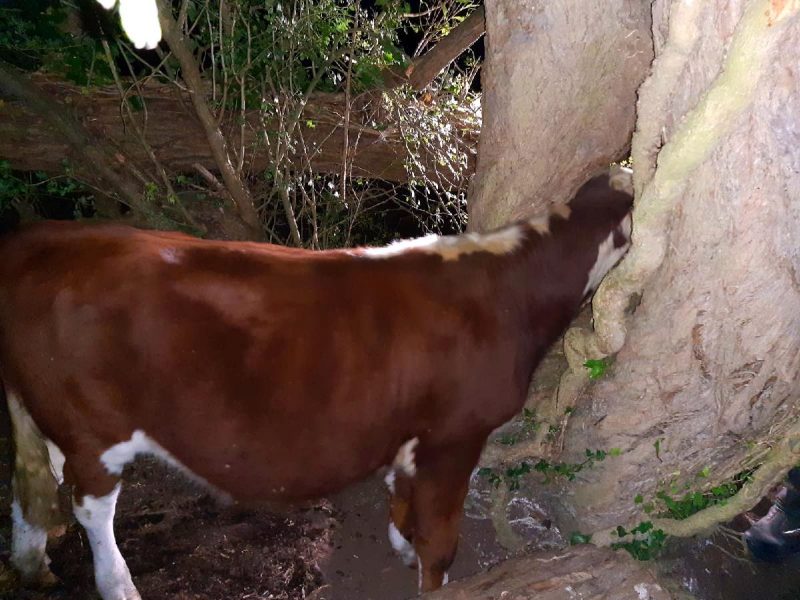 Cow gets head stuck in tree!