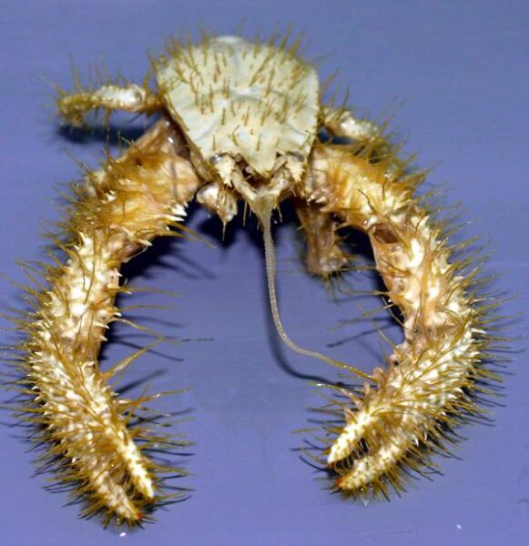 The Yeti Crab (Kiwa hirsuta)