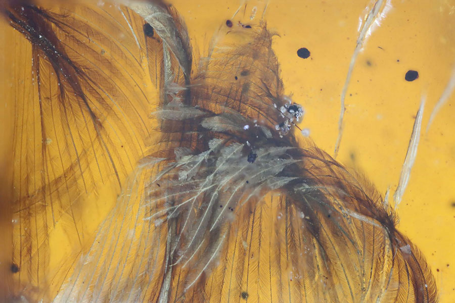 99 Million Year Old Bird Found Fossilized in Amber!