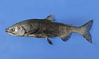 Black Kokanee Salmon