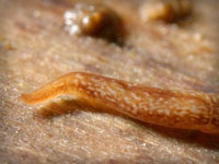 A flatworm with as many as 60 eyes. Photo credit Brian Eversham