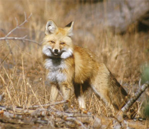 Sierra Nevada red fox, photographed in 2002, Lassen Volcanic National Park.