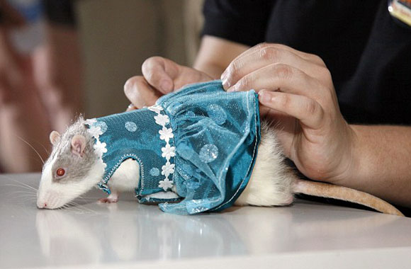 Dressed to impress! Rodent Fashion