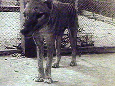 Tasmanian Tigers are said to be roaming the outskirts of Portland.